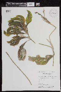 Potamogeton amplifolius image