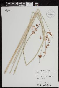 Schoenoplectus acutus image