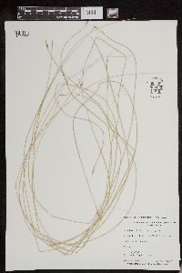Schoenoplectus subterminalis image