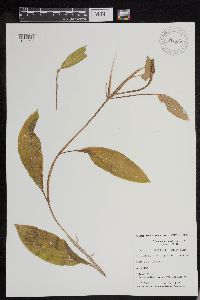 Potamogeton amplifolius image