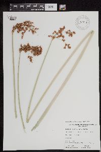 Schoenoplectus tabernaemontani image