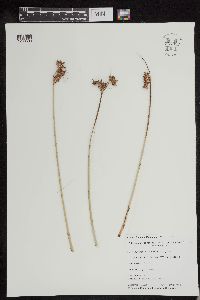 Schoenoplectus acutus image