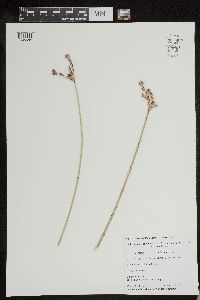 Schoenoplectus acutus image