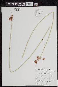 Schoenoplectus acutus image