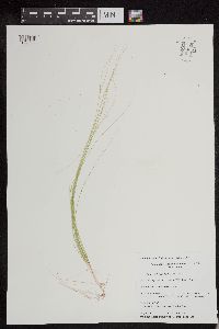 Schoenoplectus subterminalis image