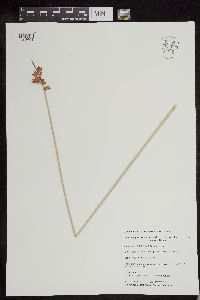 Schoenoplectus acutus image