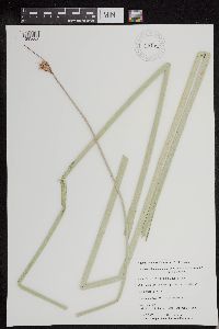 Schoenoplectus acutus image