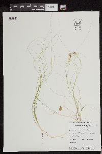 Schoenoplectus subterminalis image