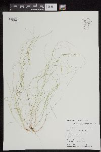 Schoenoplectus subterminalis image