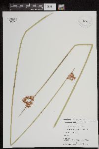 Schoenoplectus acutus image