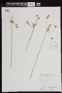 Schoenoplectus acutus image