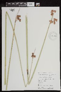 Schoenoplectus acutus image