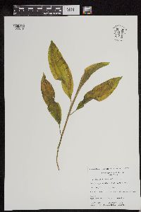 Potamogeton amplifolius image