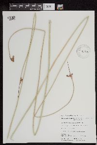 Schoenoplectus acutus image