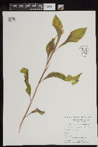 Potamogeton amplifolius image