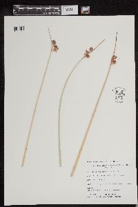 Schoenoplectus acutus image
