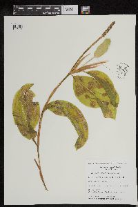 Potamogeton amplifolius image