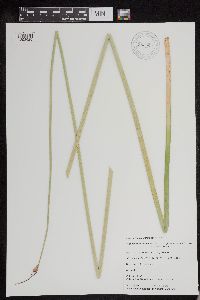 Schoenoplectus acutus image