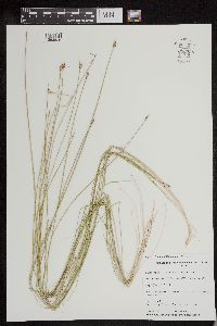 Schoenoplectus subterminalis image
