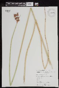 Schoenoplectus acutus image