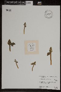 Botrychium michiganense image