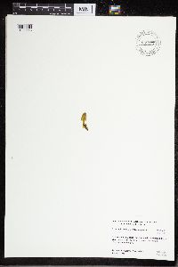 Media resource of Botrychium simplex