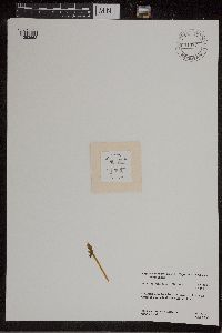 Botrychium michiganense image