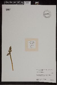 Botrychium michiganense image