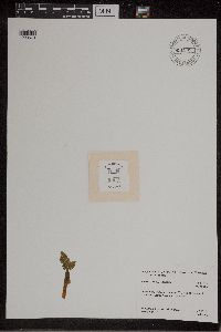 Botrychium michiganense image