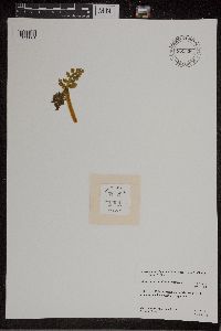 Botrychium michiganense image
