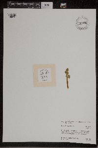 Botrychium michiganense image