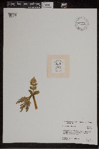 Botrychium michiganense image