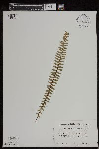 Media resource of Asplenium platyneuron