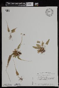 Asplenium rhizophyllum image