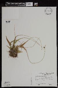 Asplenium rhizophyllum image