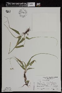 Asplenium rhizophyllum image