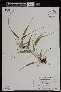 Asplenium rhizophyllum image