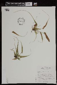 Asplenium rhizophyllum image