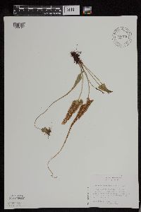 Asplenium rhizophyllum image