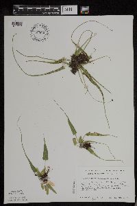 Asplenium rhizophyllum image