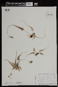 Asplenium rhizophyllum image