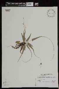 Asplenium rhizophyllum image