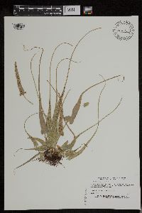 Asplenium rhizophyllum image