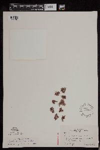 Azolla caroliniana image