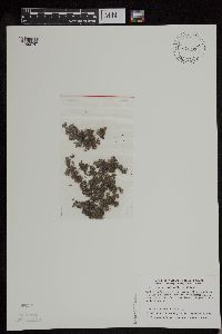 Azolla mexicana image