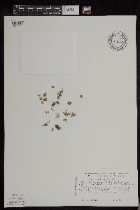 Azolla mexicana image