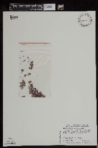 Azolla mexicana image