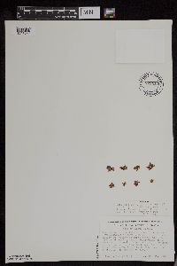 Azolla mexicana image