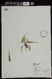 Asplenium rhizophyllum image