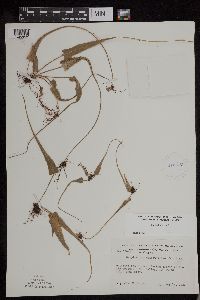 Asplenium rhizophyllum image